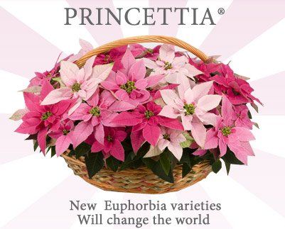 Euphorbia "princettia" - celoroční hvězda