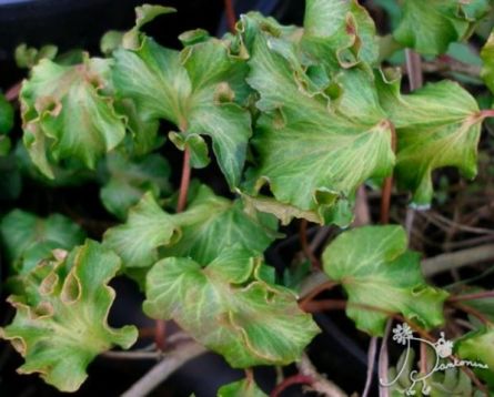 Hedera helix "crisp"