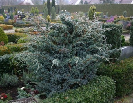 Juniperus squamata "meyerii" - jalovec stěsnaný