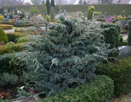 Juniperus squamata "meyerii"