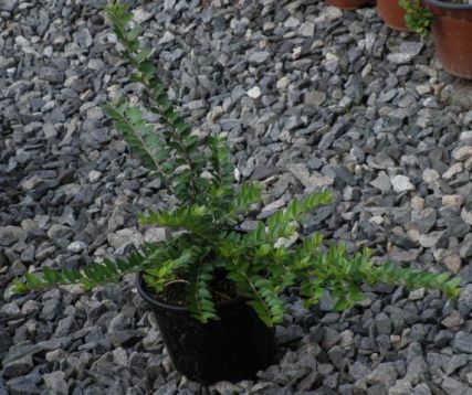 Lonicera nitida "findling" - zimolez lesklý