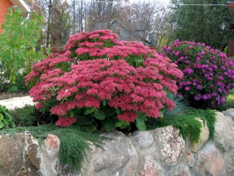Sedum telephium "herbsfreude" - rozchodník
