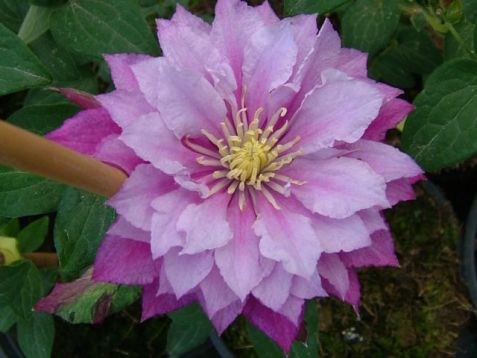 Clematis "piilu" - klematis