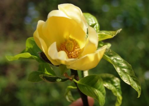 Magnolia "yellow river" - magnolie vanilkově žlutá
