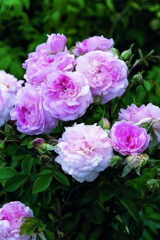 Rosemoor