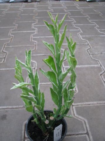 Pedilanthus tithymaloides variegata, zig-zag