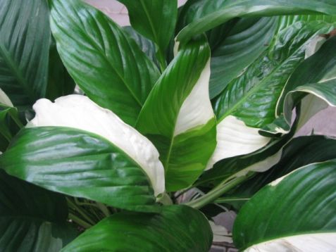 Spathiphyllum "sweet picasso"