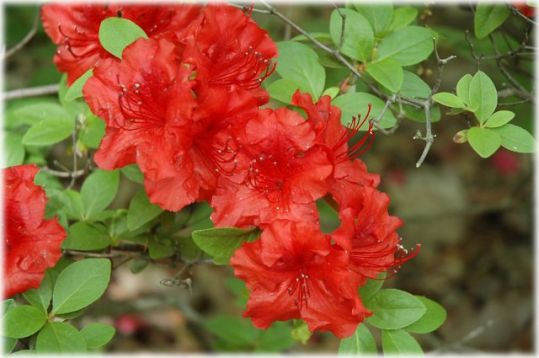 Rhododendron obtusum "hot shot " - azalka