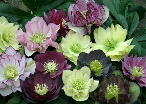 Helleborus orientalis "double vision" - čemeřice východní