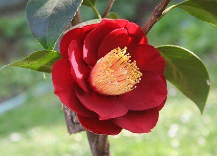 Camellia japonica "san dimas"