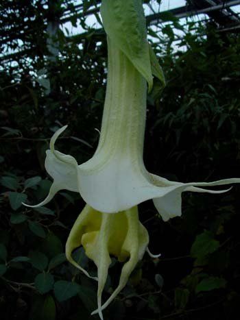 Brugmansia "lodges species" - andělská trumpeta