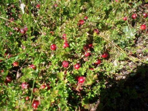Vaccinium macrocarpon "big pearl" - klikva velkoplodá