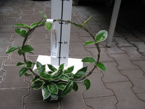 Hoya carnosa variegata - voskovka