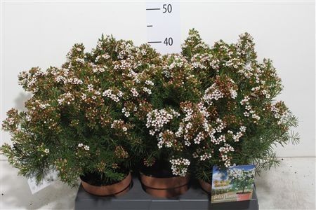 Chamelaucium uncinatum "snowflake" - waxflower