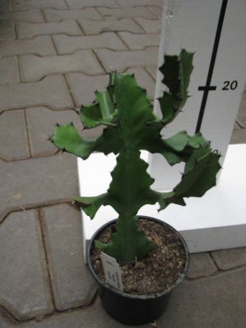 Euphorbia trigona