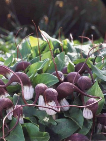 Arisarum proboscideum - " myšička