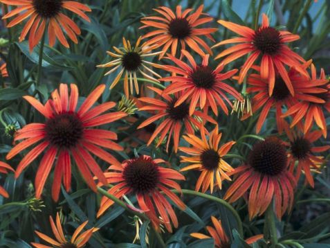 Echinacea "art´s pride" - třapatka