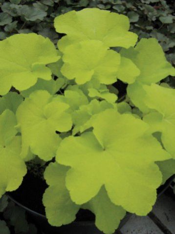 Heuchera "citronelle" - dlužicha