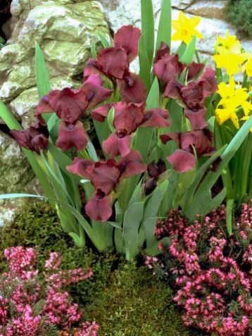 Iris pumila "cherry garden" - kosatec