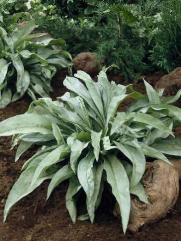 Pulmonaria saccharata "samourai"
