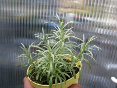 Helichrysum italicum