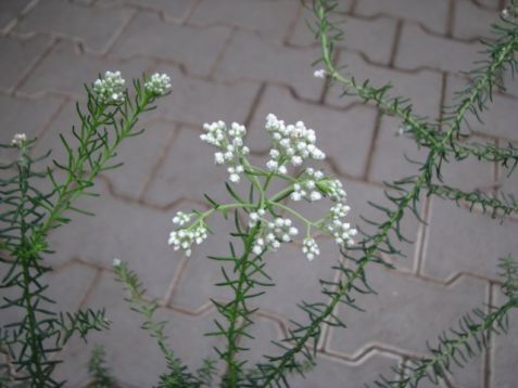 Ozothamus diosmifolius