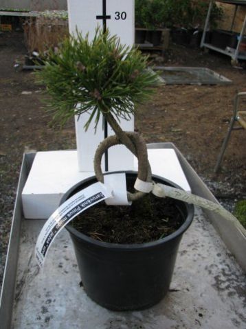 Pinus uncinata "ježek" - čarověník, uzel