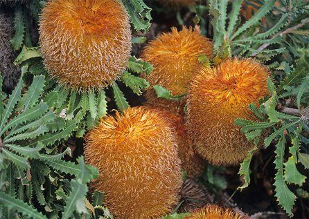 Banksia baueri