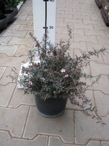 Leptospermum scoparium - pacifická myrta,mladárostliny
