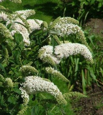 Buddleja davidii "white ball" - motýlokvět, komule