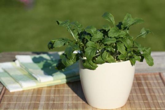 Rukola wasabi - diplotaxis erucoides