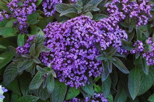 Heliotropium arborescens - otočník, vanilkovník