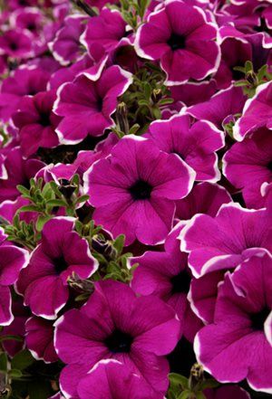 Petunia "purple picotee"