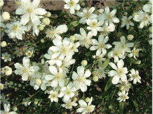 Clematis angustifolia - klematis