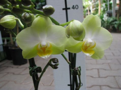 Phalaenopsis kolibri "mexico"