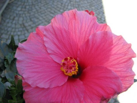 Hibiscus sin. "juno"