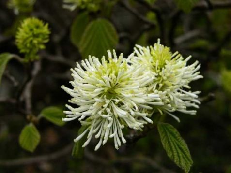 Fothergilla major - fotergila