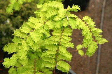 Metasequoia "goldrush" - metasekvoj