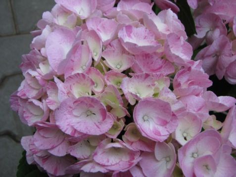 Hydrangea macr. "hovaria sweet fantasy"