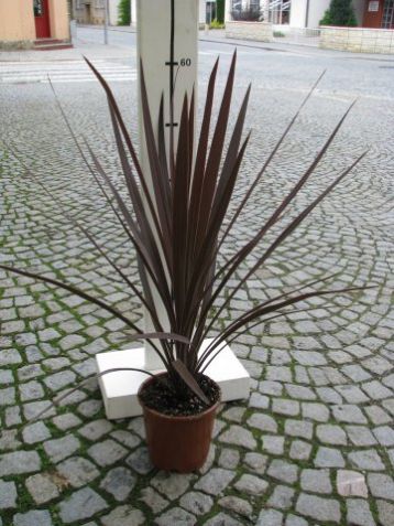 Dracaena / cordyline australis - dračinka australská