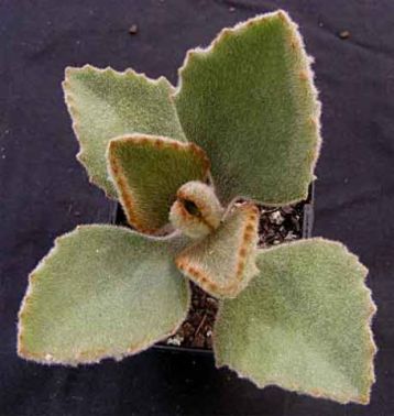 Kalanchoe beharensis