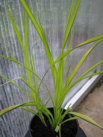 Carex elata "bowles golden" - ostřice