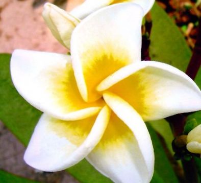 Plumeria "linda"