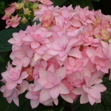 Hydrangea "you and me - romance"