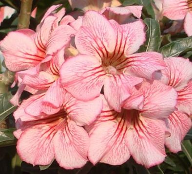 Adenium obesum "angkor" - pouštní růže