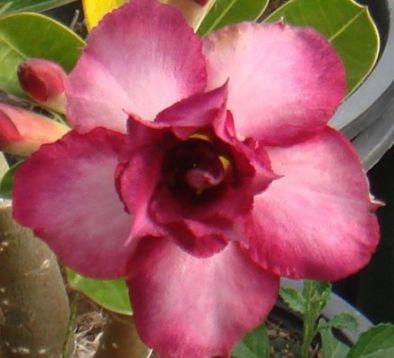 Adenium obesum "purple rose" - pouštní růže