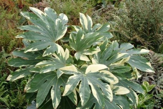 Fatsia japonica variegata