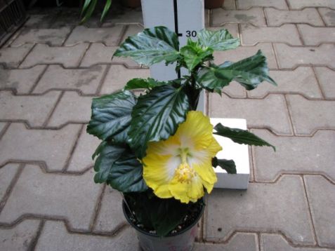 Hibiscus sinensis longlife yupla "oriental moon" - 4denní ibišek