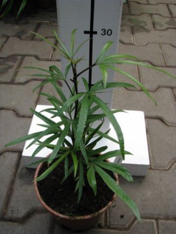Osmoxylon