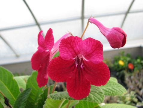 Streptocarpus "rubina"